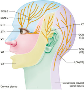 Illustration: The trigeminal nerve innervates the face, earlobes and oral cavity.