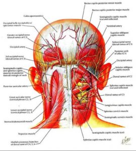 Figure: only partially shows various structures that can be a source of neck pain. And all of them can manifest the same neck pain that can spread to the shoulder or occipital headache. However, they must be accurately diagnosed because their treatment is different