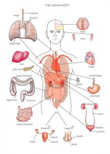 Picture: All organs can be painful. Usually the pain has a specific localization. This pain can appear even if the organ is healthy when there are other reasons for pain. If this is the case, then there is no indication for the treatment of the internal organ (heart, lungs, breast, liver, etc.). Instead, what is needed is pain treatment according to the principle of pain anatomy.