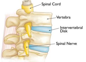 Figure: Anatomical elements of the spine