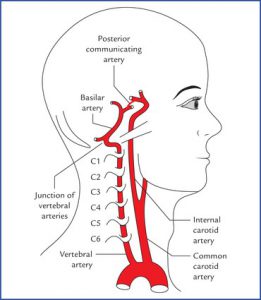 The brain is nourished by two pairs of arteries that pass from the chest through the neck to the brain. The two internal carotid arteries feed the anterior parts of the brain, and the two vertebral arteries feed the posterior parts of the brain.