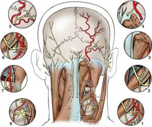 Different anatomical relationships of occipital headache causes. There are several occipital nerves and each of them can be irritated in several different places. That is why it is important to determine exactly which nerve is irritated and exactly where.