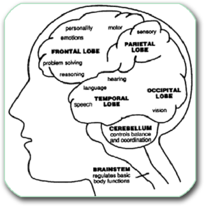 Representation of centers in the brain