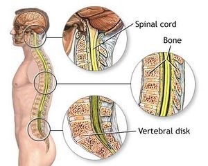 Anatomy of the spine - upper-neck segment, middle-thoracic segment, lower- lumbosacral segment