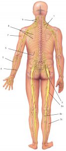 Figure: The nerve root pinched as pictured in the previous figure protrudes beyond the spinal column and forms the sciatic nerve (No. 3). Due to pinched roots, pain and numbness spread along this nerve, i.e., along the back of the leg towards the foot. Weakness  and numbness occur in the foot.