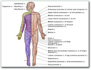 Picture: On the right side of the body, complicated innervation of the skin by various nerves is shown. Knowledge of this anatomy makes it possible to diagnose problems.